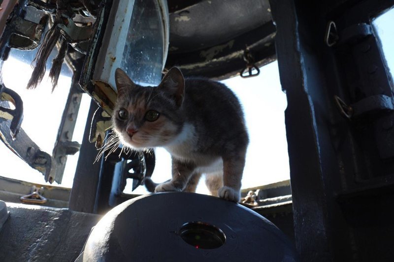 Кошка родила шестерых котят на подводной лодке в новороссийске