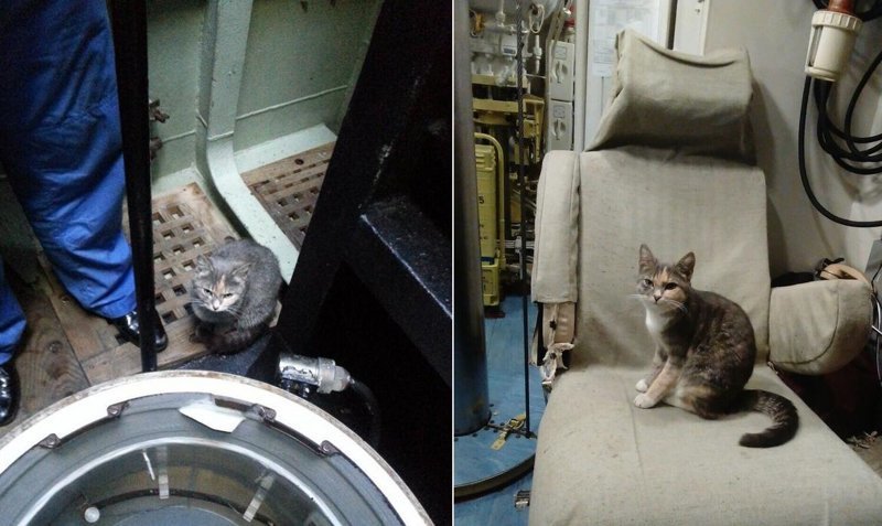 Кошка родила шестерых котят на подводной лодке в новороссийске