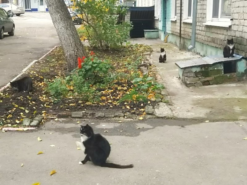 Очень колоритные уличные коты