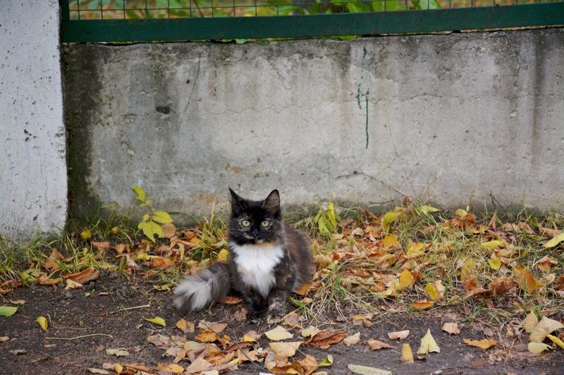 Подобрала кошку улицы. Дворовые кошки на улице вертикальная. Котик в городском парке. Уличные коты в Суздале. Уличные коты и собаки.