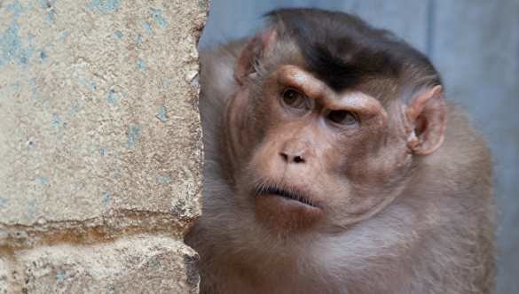 В Индии обезьяны насмерть закидали мужчину кирпичами