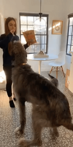 Ростом с хозяйку