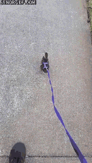 Гифки дня Гифки дня