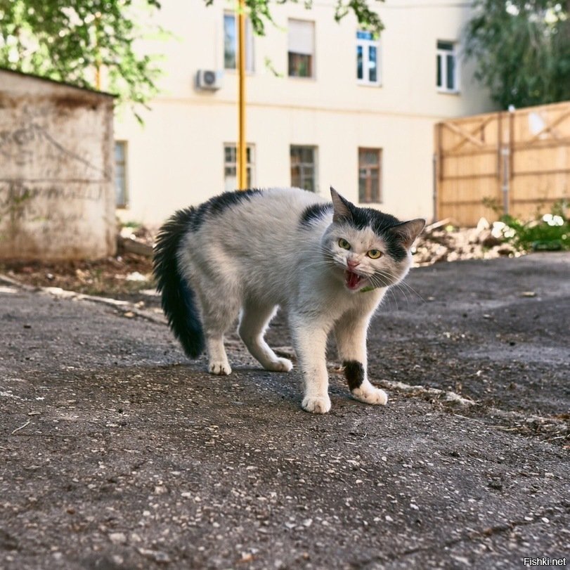 Фото дворового кота