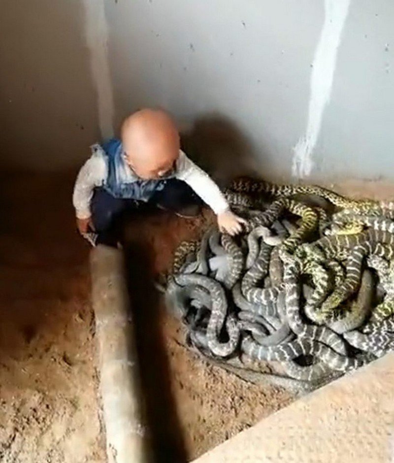 Бесстрашный малыш играет со змеями