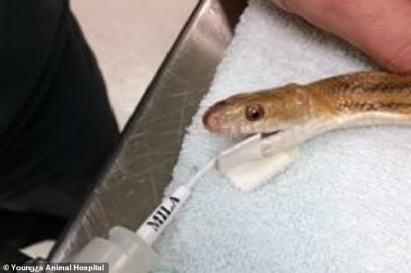 Змейку длиной в полметра заметили во дворе одного из домов во Флориде. Нашедшие рептилию увидели странную выпуклость на ее теле, и отнесли в местную ветклинику.