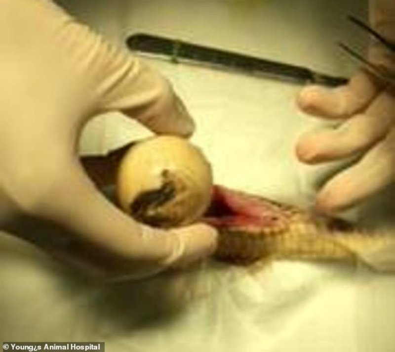 Змейка проглотила мяч, приняв его за яйцо, и могла задохнуться. Пациентке экстренно сделали 20-минутную операцию по извлечению предмета.