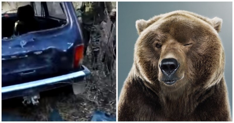 Медведь превратил в консервную банку автомобиль охотников, пока они выслеживали кабана