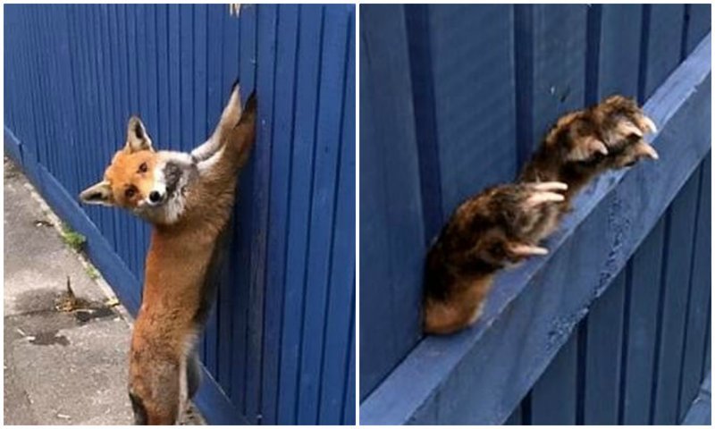 "Поможете, люди?": лисица застряла лапами в заборе, пытаясь перепрыгнуть его