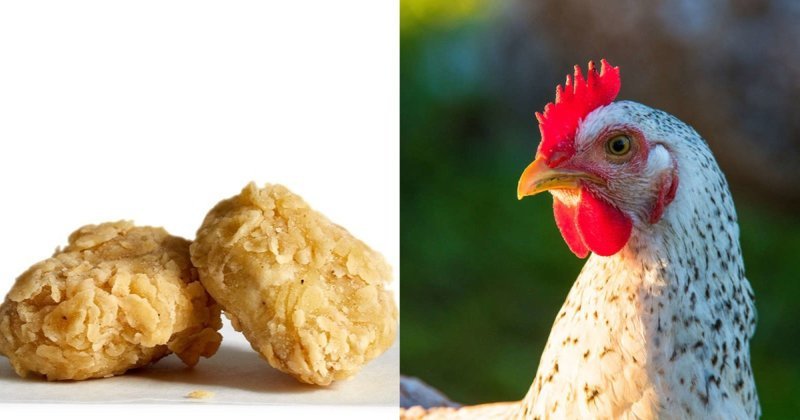 Специально для вегетарианцев: изобрели наггетсы из куриных перьев