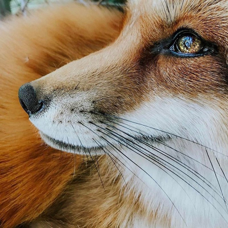 Знакомьтесь! Это самая популярная лиса в Instagram* по кличке Джунипер