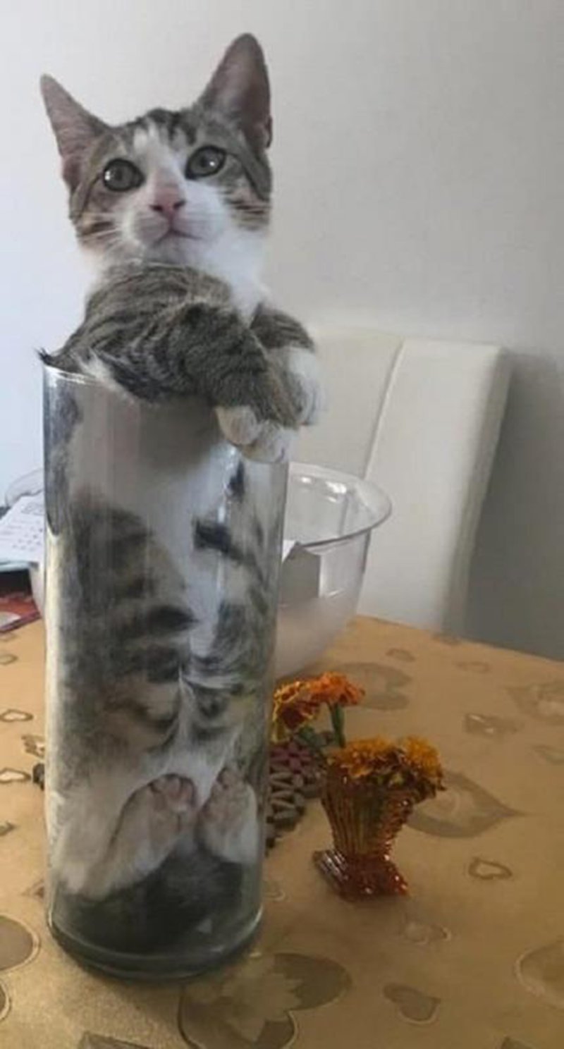 Емкость вазы — один кот