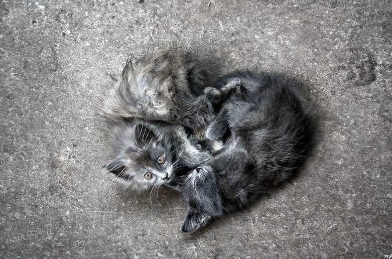 В Петербурге живодёры выкинули из окна 15 кошек, три из которых погибли.