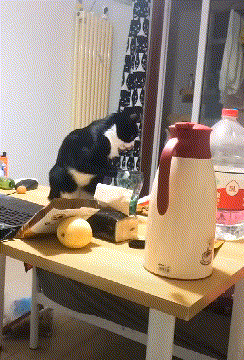 Месть усатому