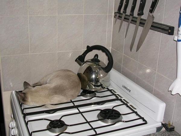 Кот знает, где самое тёплое место в квартире