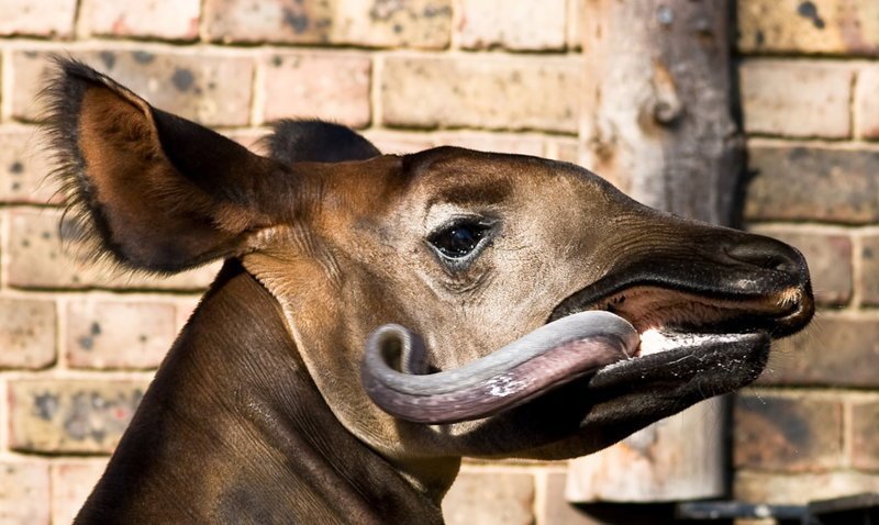 Окапи – это парнокопытное, проживающее на территории Конго и похожее одновременно на жирафа и зебру. Язык окапи такой большой и длинный, что животное вылизывает им свои глаза