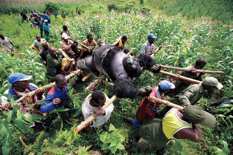 Горилла в Конго, Брент Стиртон, 2007.