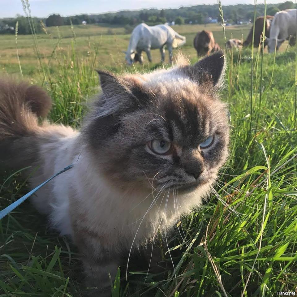 Котенок Мерлин