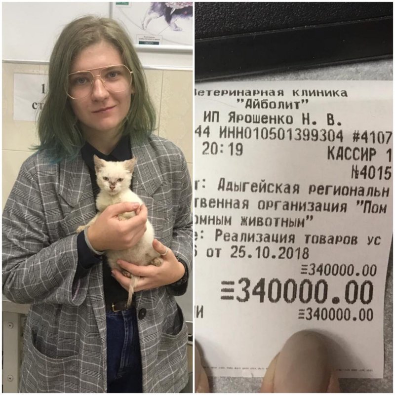 Студентка из Майкопа погасила долг приюта в 340 тысяч рублей, чтобы пристроить туда котенка