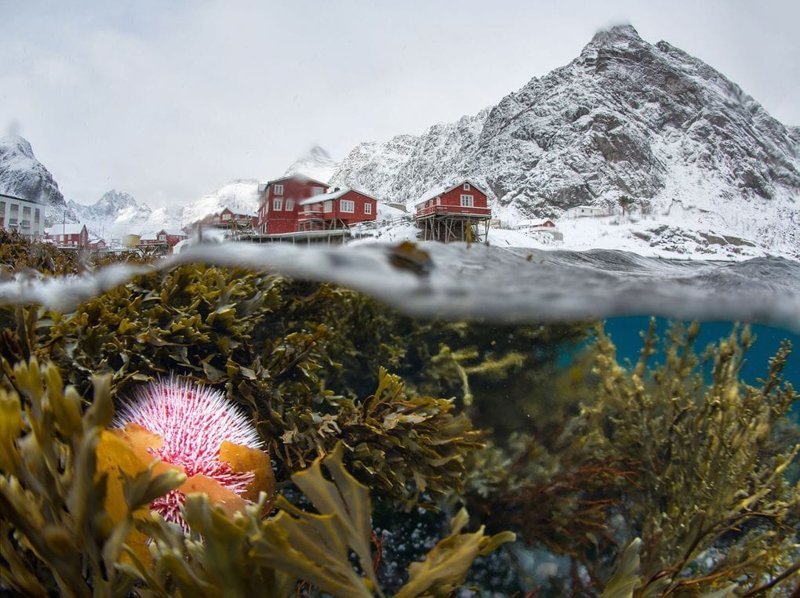 «Подводный вид на зимний Лофотен», почётное упоминание в номинации «Красота природы»
