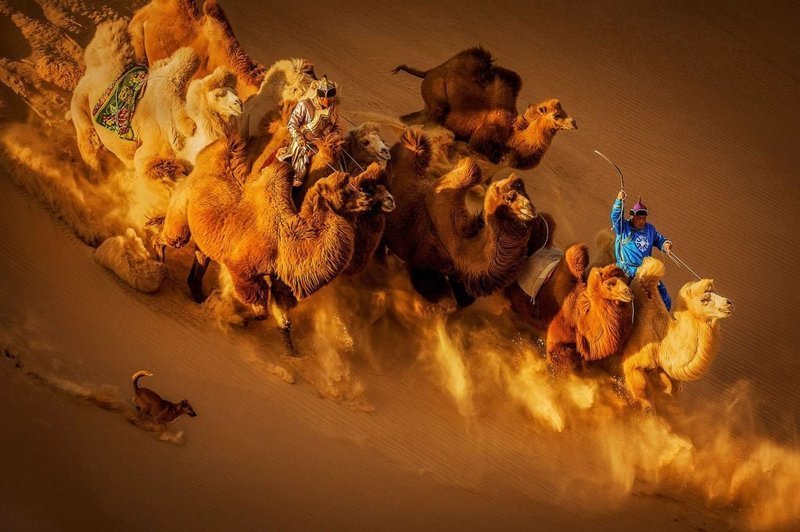«Верблюды в пустыне», второе место в номинации «Общий цвет»