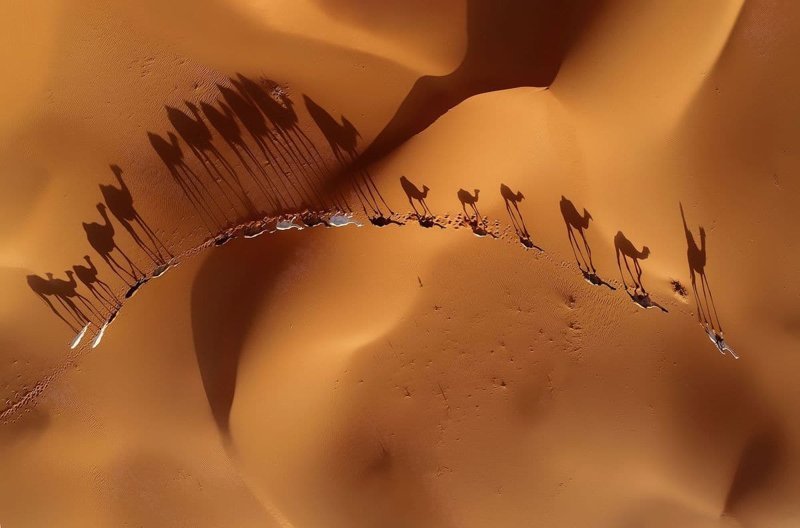 «Красота природы»: «Миграция» Халида Альсабта