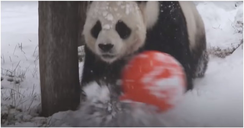 Искренняя радость панд от первого снега