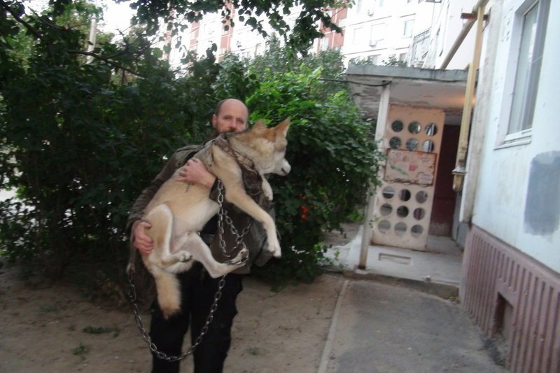Волгоградец приютил у себя дома волка из Астраханской области