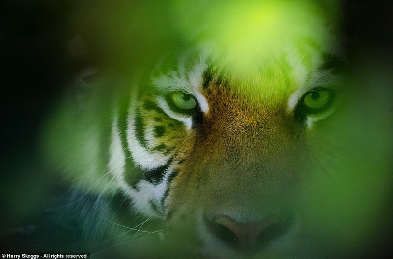 Бенгальский тигр. Национальный парк Рантхамбор, Индия. Фотограф: Гарри Скеггс, Лондон, Великобритания