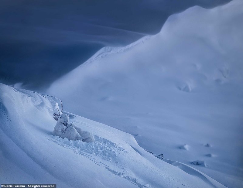 Белая медведица нянчит медвежонка. Восточная Гренландия. Фотограф: Дани Феррейра, ЮАР