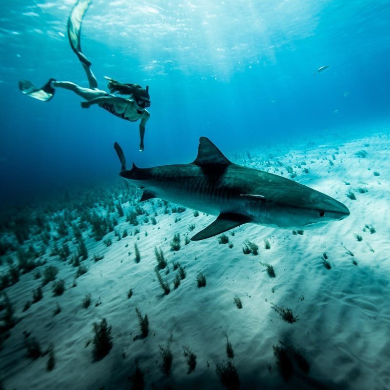 Фридайвер Соня - большая любительница акул