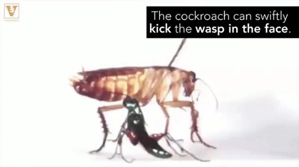 Битва изумрудной тараканьей осы и таракана