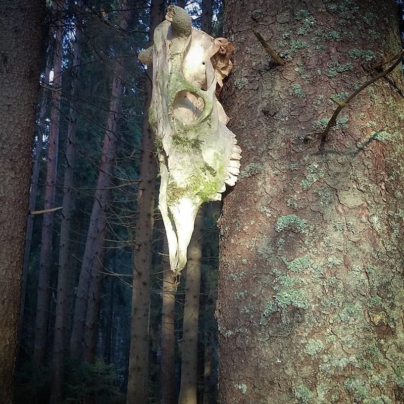 19 таинственных находок, которые люди внезапно сделали в лесу