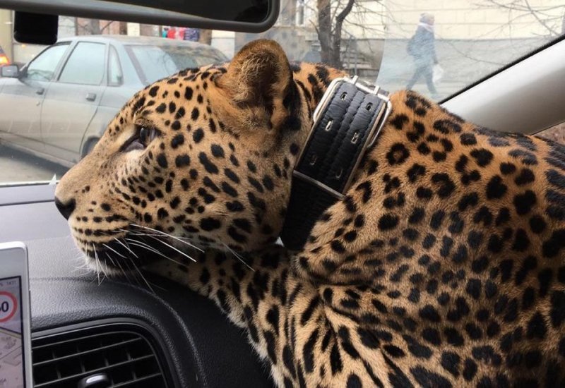 Поеду с большой кошкой на руках: мужчина прокатился в такси с леопардом