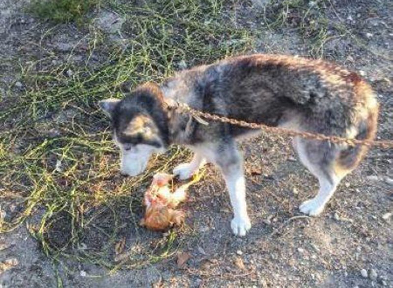 Хаски порешил более 600 соседских куриц за одну ночь