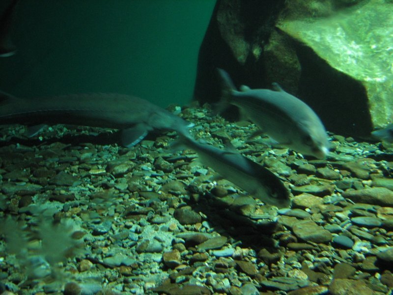 В Листвянке в аквариумах обитатели Байкала