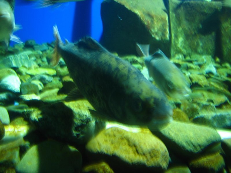 В Листвянке в аквариумах обитатели Байкала
