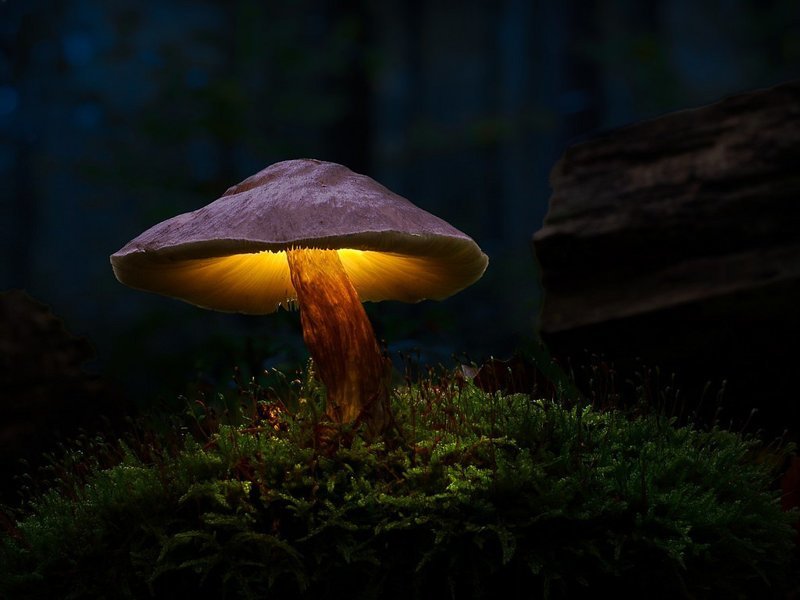 Теперь грибы могут вызвать не только галлюцинации, но и электричество