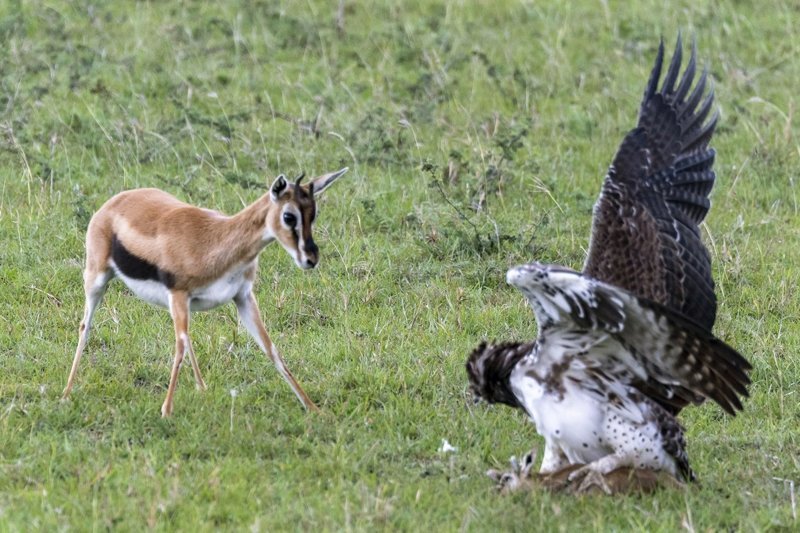 Отважная мать-газель отчаянно пытается спасти своего олененка из лап орла