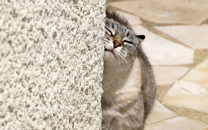 6 странных кошачьих привычек, которым, оказывается, есть объяснение