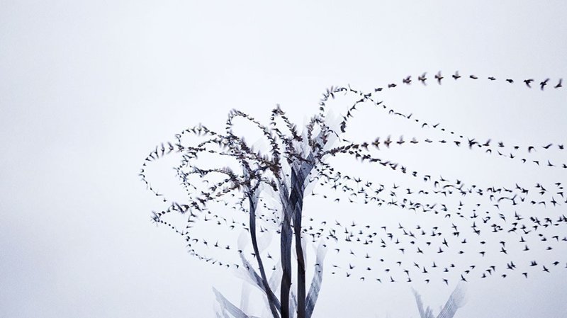 В этом проекте он запечатлил птиц в полете с помощью старинного метода хронофотографии