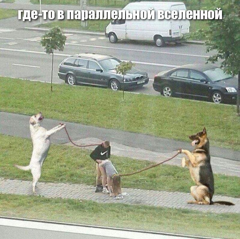 Выгулил Или Выгулял Собаку