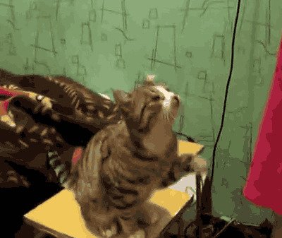 Кот показывает как правильно его гладить