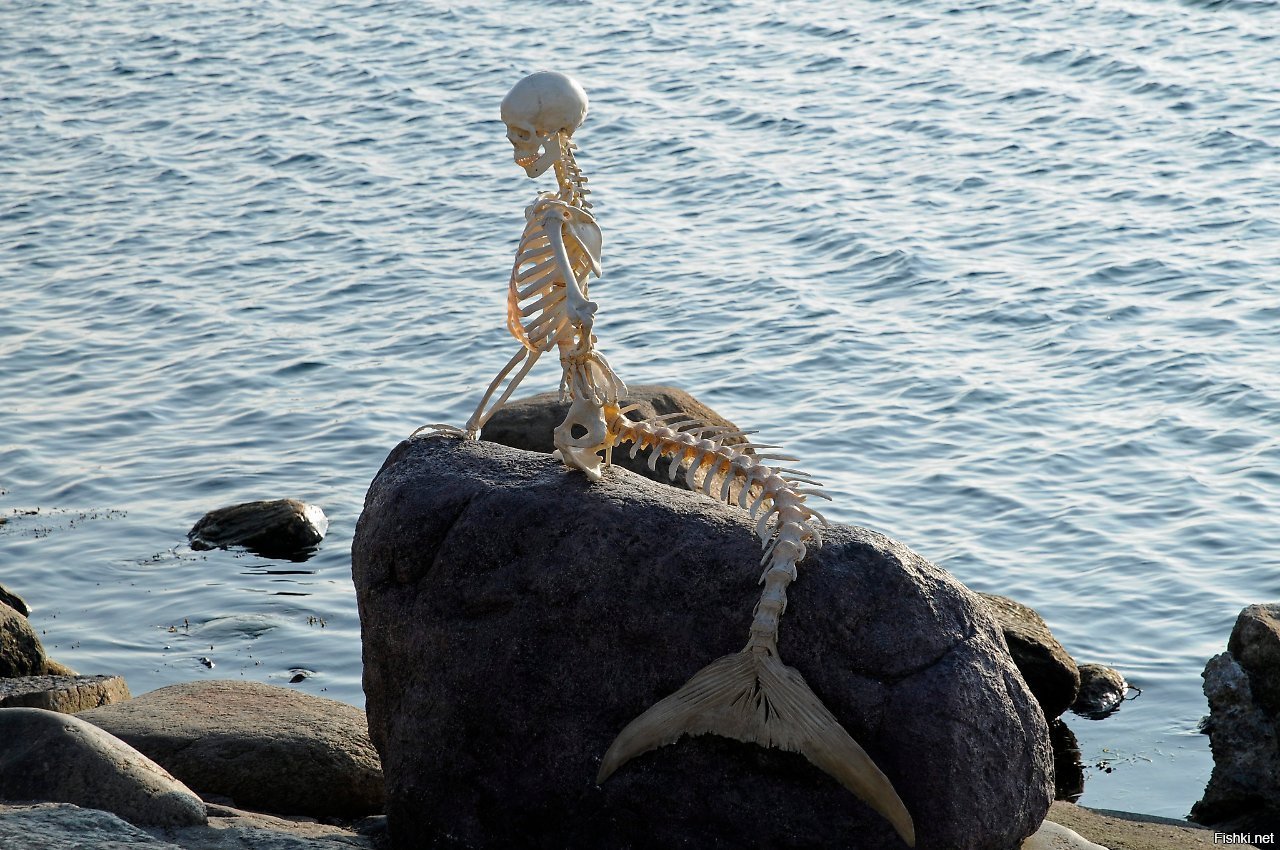Того самого человека не существует. Скелет русалки в Копенгагене. Скелет русалки в музее Дании. Скелет русалки Титикака. Скелет русалки в музее Копенгагена.