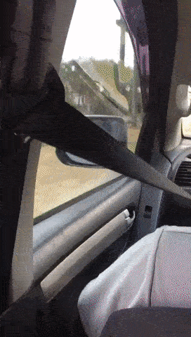 Не своими же лапами бежать