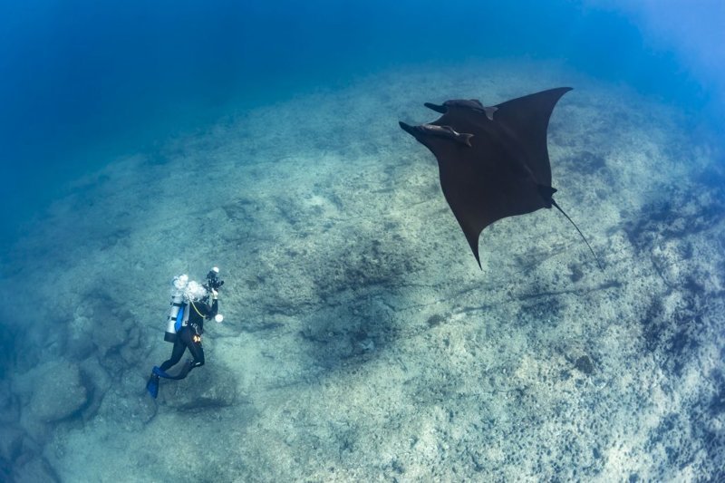 Скат Манта (морской дьявол) плавает вместе с командой биологов
