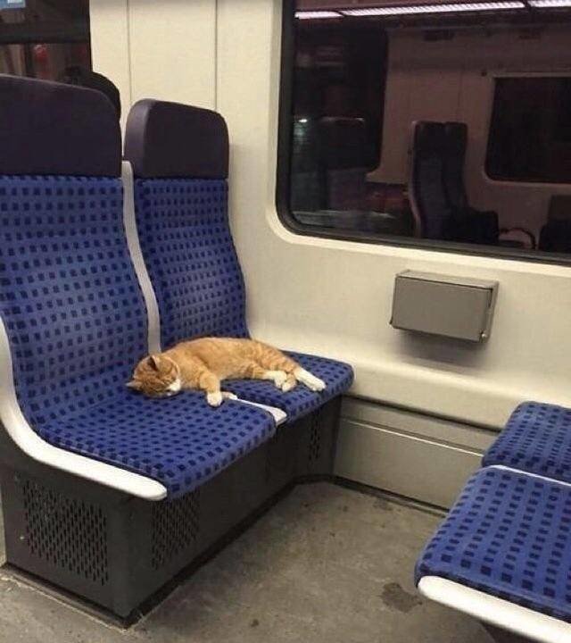 Кот-путешественник