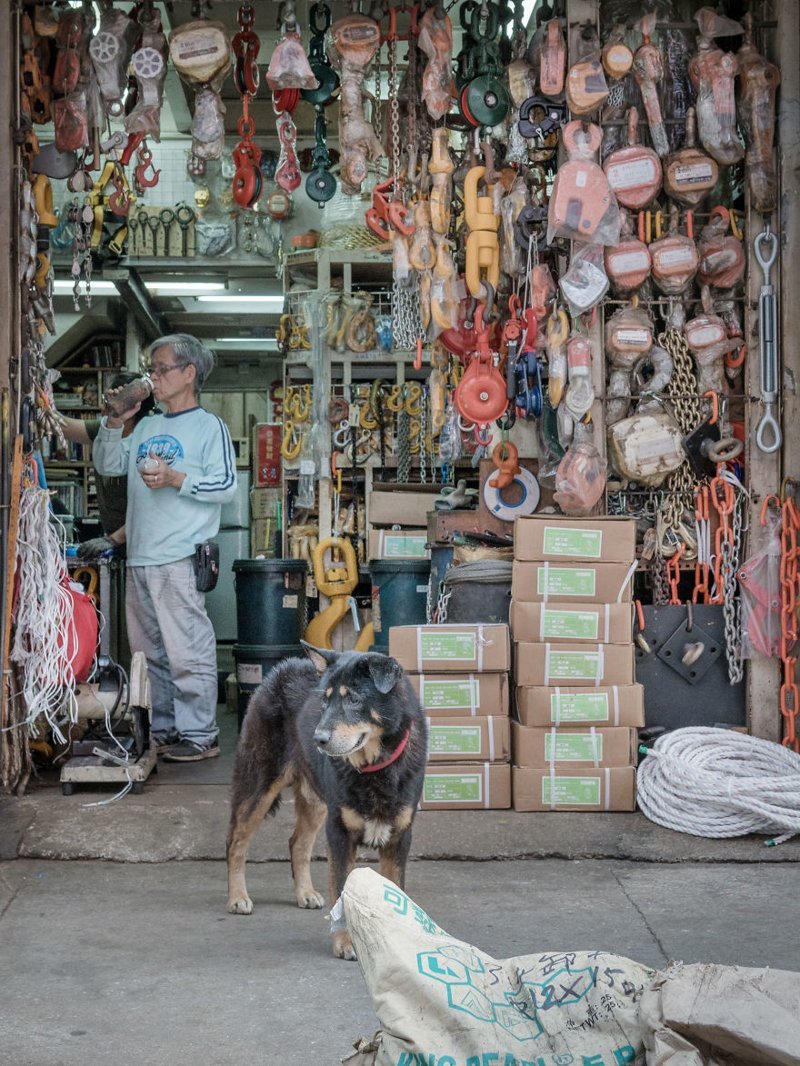 Собаки - обитатели автомастерских Гонконга  