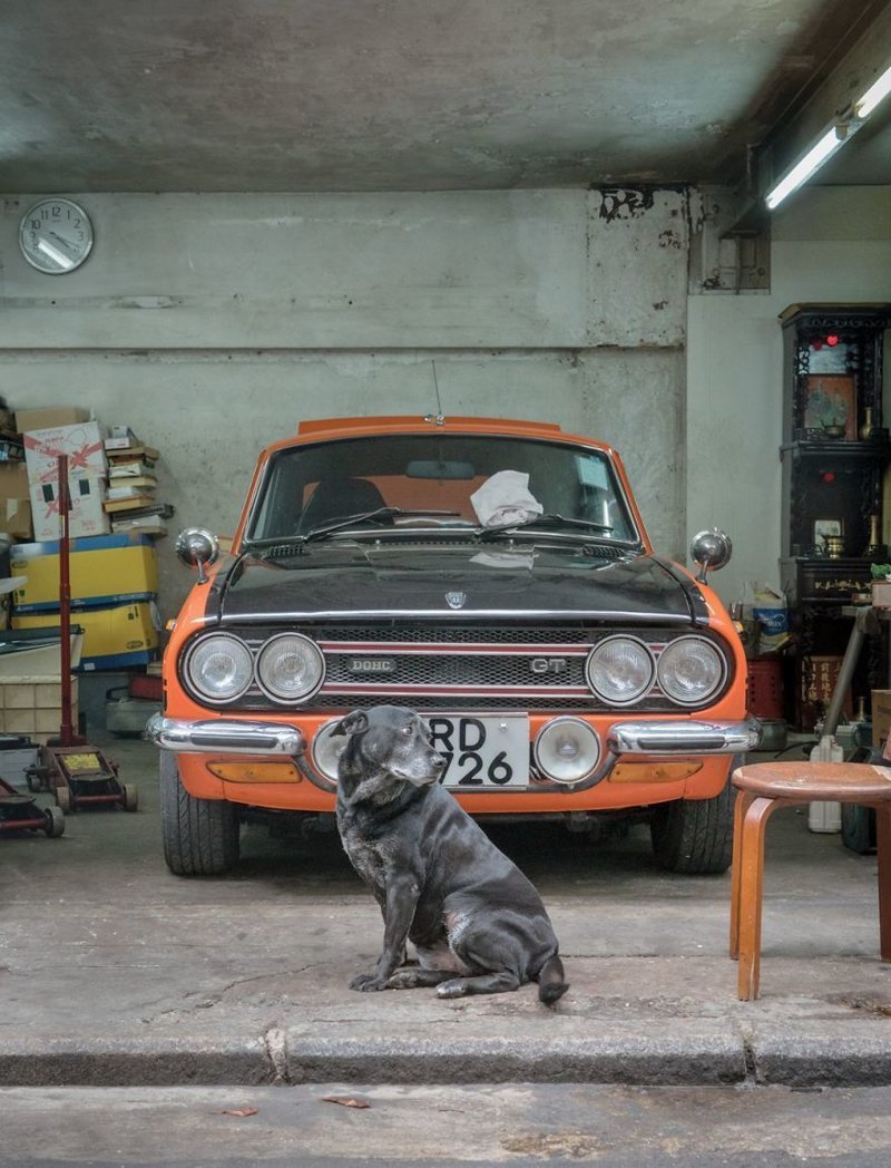Собаки - обитатели автомастерских Гонконга  