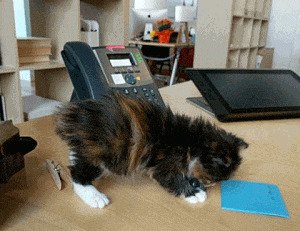 Правдивая история о котенке-крохе, который в одиночку оптимизировал работу всего офиса